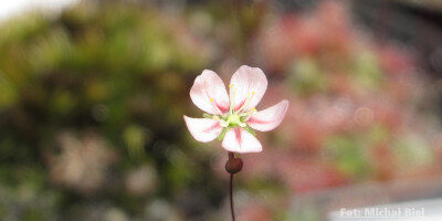 Drosera occidentalis {Cape Le Grande}