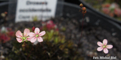 Drosera occidentalis {Cape Le Grande}