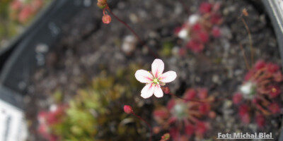 Drosera occidentalis {Cape Le Grande}