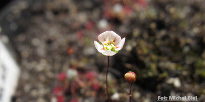 Drosera occidentalis {Mount Cooke}