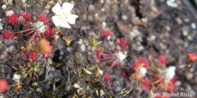 Drosera occidentalis {Mount Cooke}