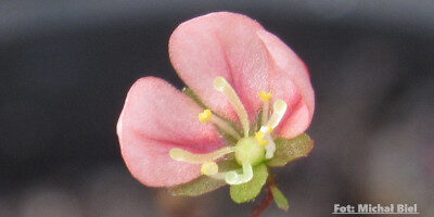 Drosera occidentalis {Warriup}
