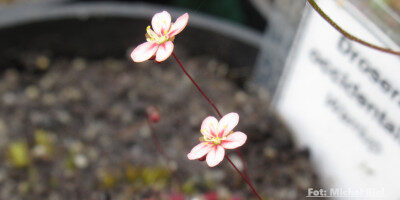 Drosera occidentalis {Warriup}