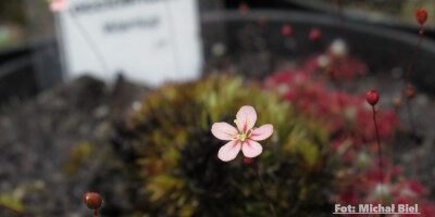 Drosera occidentalis {Warriup}