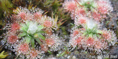 Drosera platystigma