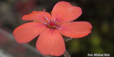 Drosera pulchella (35B)