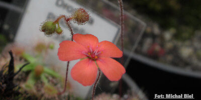 Drosera pulchella (35B)