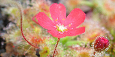 Drosera pulchella (44A)