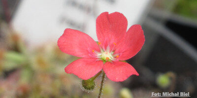 Drosera pulchella (44A)