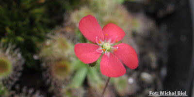 Drosera pulchella (44A)