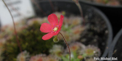 Drosera pulchella (44A)