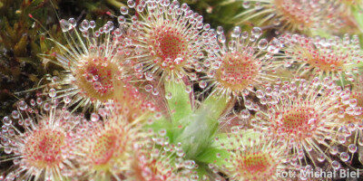 Drosera pulchella (44A)