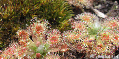 Drosera pulchella (44A)
