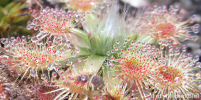 Drosera pulchella (44A)