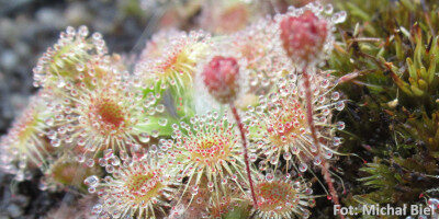 Drosera pulchella (44A)