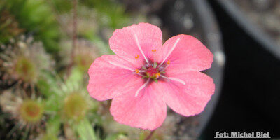Drosera pulchella (52A)