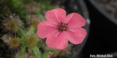 Drosera pulchella (52A)