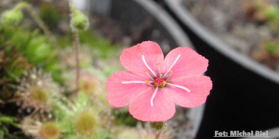 Drosera pulchella (52A)
