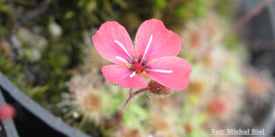 Drosera pulchella (52A)