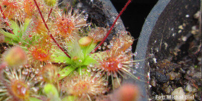 Drosera pulchella (52A)