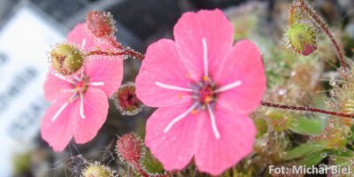 Drosera pulchella (52A)