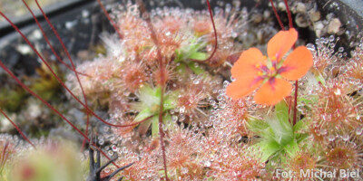 Drosera pulchella {Bakers Junction}