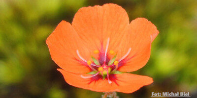 Drosera pulchella {Bakers Junction}