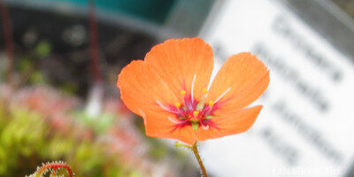 Drosera pulchella {Bakers Junction}
