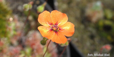 Drosera pulchella {Bakers Junction}