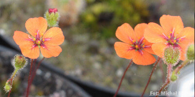 Drosera pulchella {Bakers Junction}