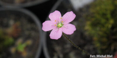 Drosera pulchella {Cape Le Grande}