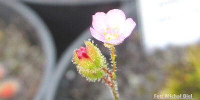 Drosera pulchella {Cape Le Grande}
