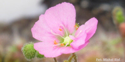 Drosera pulchella {Coalmine Beach}