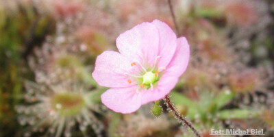 Drosera pulchella {Coalmine Beach}