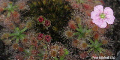 Drosera pulchella {Coalmine Beach}