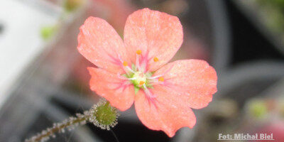Drosera pulchella {Mount Cooke}
