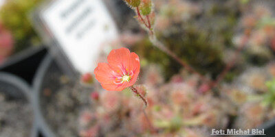 Drosera pulchella {Mount Cooke}