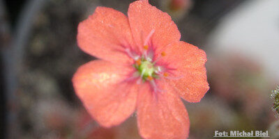 Drosera pulchella {Mount Cooke}