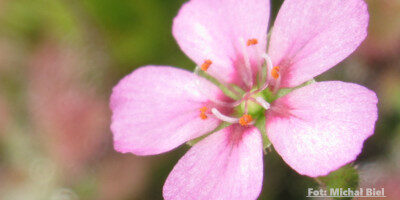 Drosera pulchella (Pink flower)