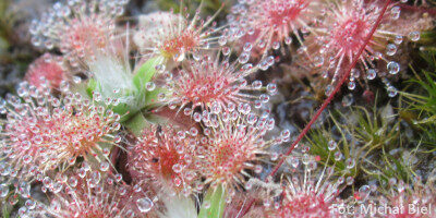 Drosera pulchella (Pink flower)
