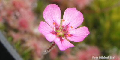 Drosera pulchella (Pink flower)