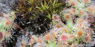 Drosera pulchella {Scott River}