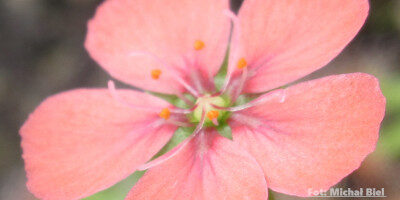 Drosera pulchella {Scott River}