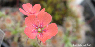 Drosera pulchella {Scott River}