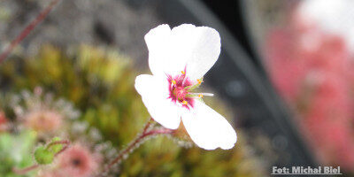Drosera pulchella {Scott River} (white flower)