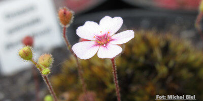Drosera pulchella {Scott River} (white flower)