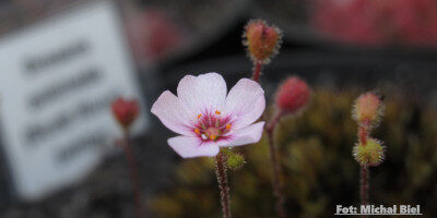 Drosera pulchella {Scott River} (white flower)