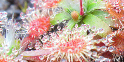 Drosera pulchella {Scott River}