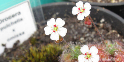 Drosera omissa x pulchella