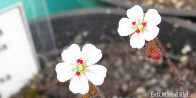 Drosera omissa x pulchella